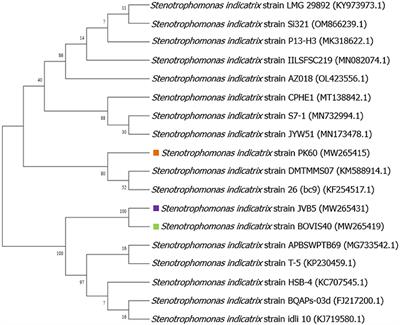 In vitro Screening of Sunflower Associated Endophytic Bacteria With Plant Growth-Promoting Traits